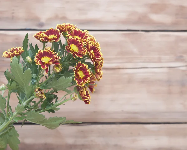 美丽的菊花上表特写的花束 — 图库照片