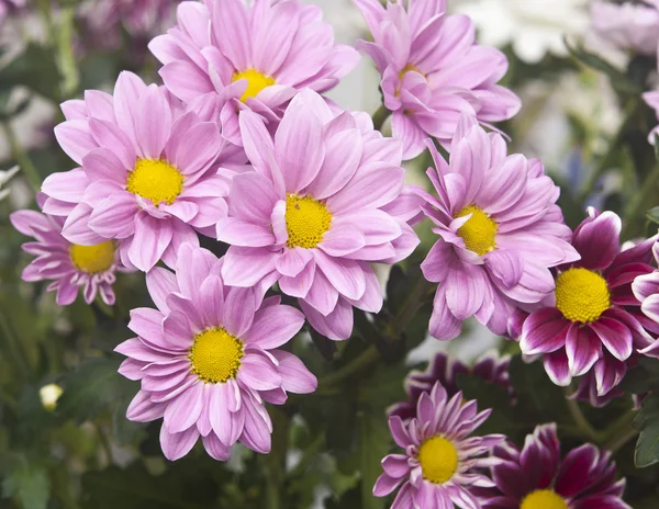 Colorful chrysanthemum bouquet on rustic wooden background — Stock Photo, Image