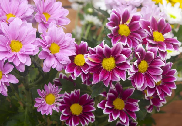 Colorful chrysanthemum bouquet on rustic wooden background — Stock Photo, Image