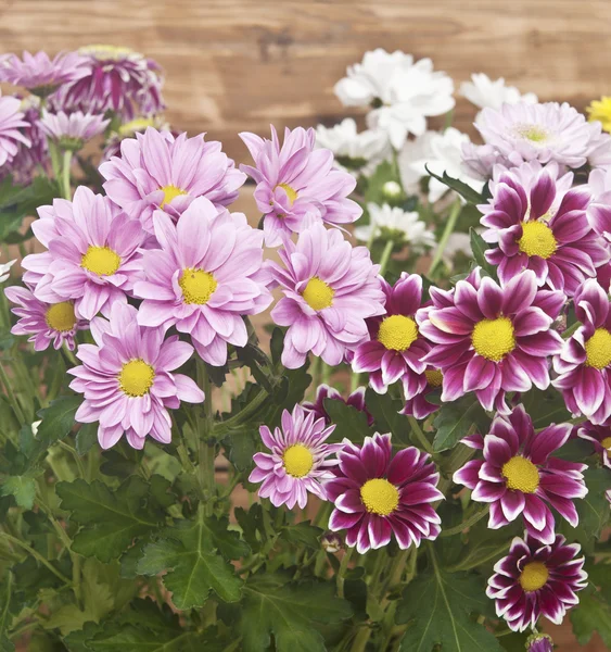 Colorful chrysanthemum bouquet on rustic wooden background — Stock Photo, Image