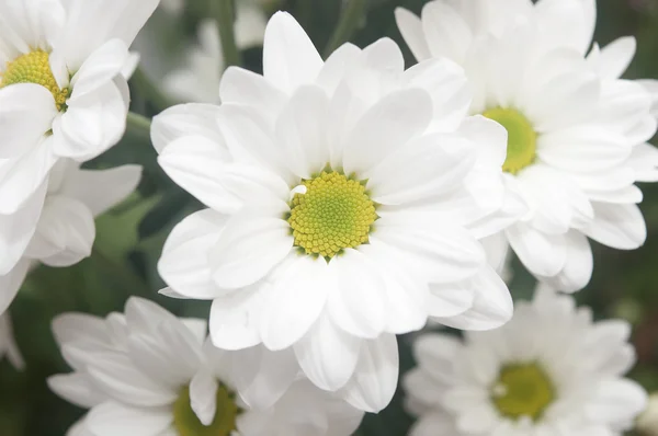 Bouquet of white chrysanthemum on a wooden background — Stock Photo, Image