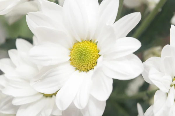 ช่อดอกไม้สีขาว chrysanthemum บนพื้นหลังไม้ — ภาพถ่ายสต็อก