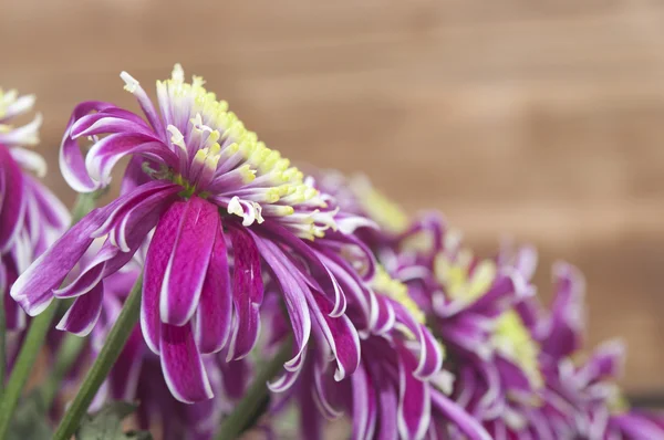 Mazzo di crisantemo viola primo piano — Foto Stock
