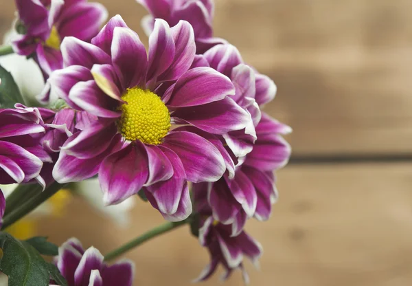 Purple chrysanthemum bouquet closeup — Stock Photo, Image