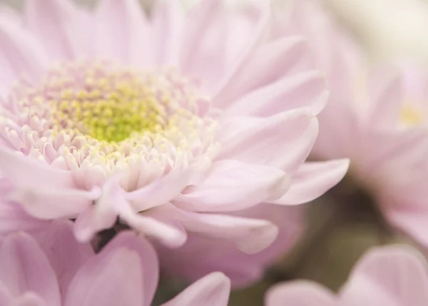 Primo piano di fiore rosa — Foto Stock