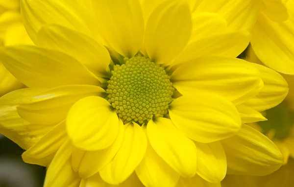 Chrysanthème jaune sur fond en bois — Photo