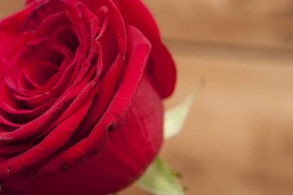 Red rose — Stock Photo, Image