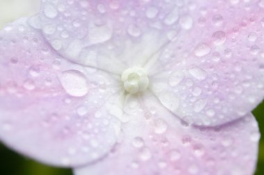 güzel pembe ortanca çiçekleri