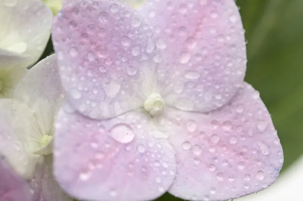 Beautiful pink hydrangea flowers — Stock Photo, Image