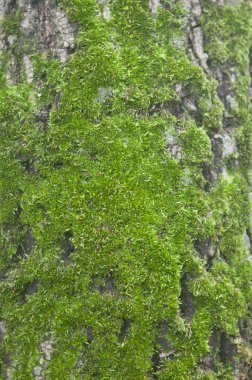 Ağaç kabuğu üzerinde yosun 