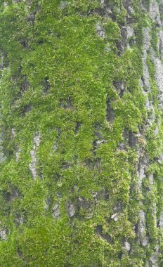 Ağaç kabuğu üzerinde yosun 