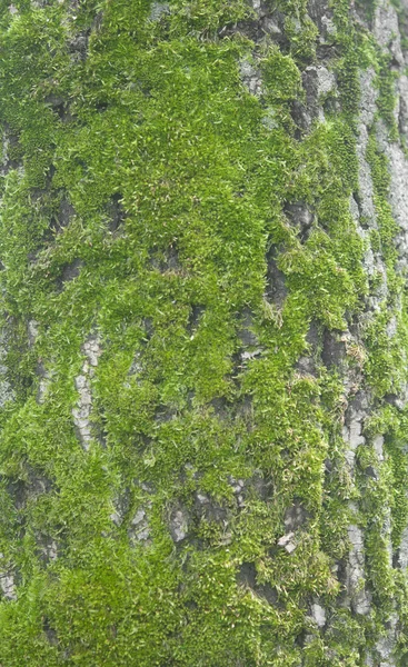 Ağaç kabuğu üzerinde yosun 
