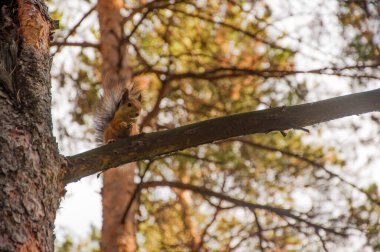  Bir soğuk güneşli sonbahar günü yakalanan bir vahşi squirel