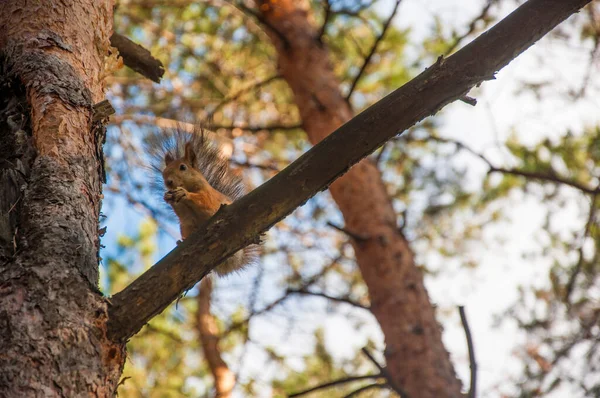 Écureuil Sauvage Capturé Par Une Journée Automne Froide Ensoleillée — Photo