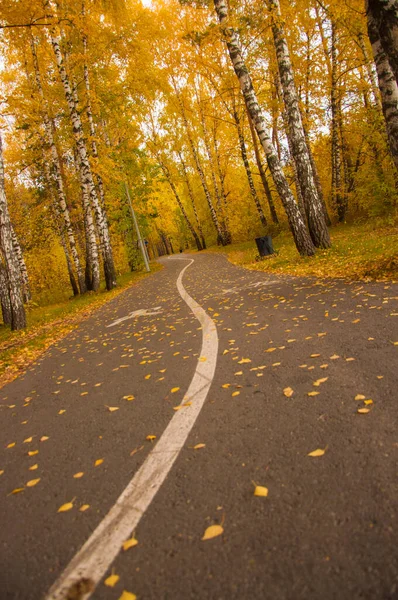 Hojas Otoño Amarillas Caídas Carretera Asfalto Parque Pequeño Follaje Plantas — Foto de Stock