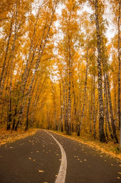 Πεσμένα Κίτρινα Φθινοπωρινά Φύλλα Στον Ασφαλτοστρωμένο Δρόμο Στο Πάρκο Μικρό — Φωτογραφία Αρχείου