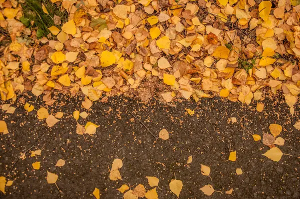 Fallna Gula Höstlöv Asfaltvägen Parken Småblad Växter Hösten Bakgrund Konsistens — Stockfoto