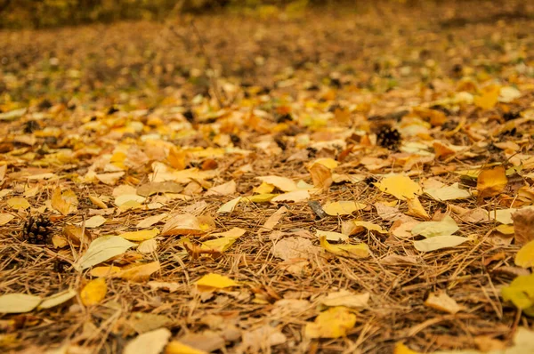 Gele Herfstbladeren Grond Prachtig Herfstpark Gevallen Gouden Herfstbladeren Van Dichtbij — Stockfoto