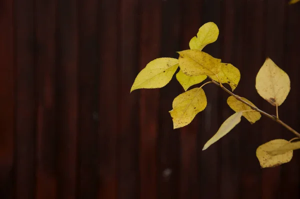 Żółty Liść Drewnianym Tle Grunge Jesień — Zdjęcie stockowe