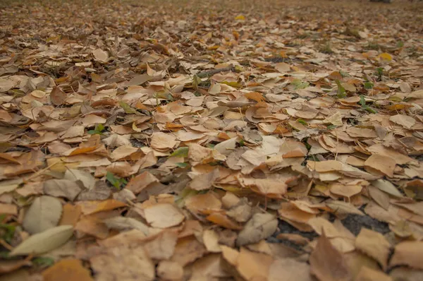 Gele Herfstbladeren Grond Prachtig Herfstpark Gevallen Gouden Herfstbladeren Van Dichtbij — Stockfoto