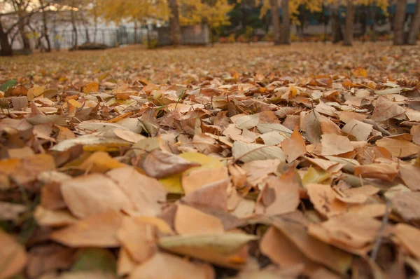Yellow Autumn Leaves Ground Beautiful Fall Park Fallen Golden Autumn — Stock Photo, Image