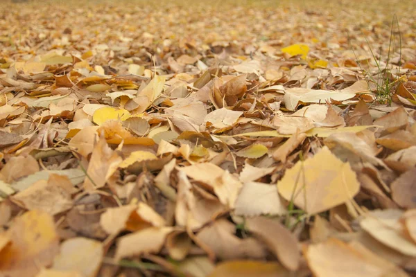 Gele Herfstbladeren Grond Prachtig Herfstpark Gevallen Gouden Herfstbladeren Van Dichtbij — Stockfoto