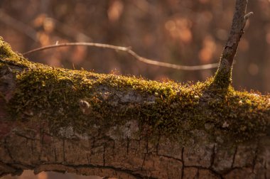 Güzel, parlak orman arka planı. Bahçede sarı yosunlarla kaplı yaşlı bir ağaç kabuğu.,