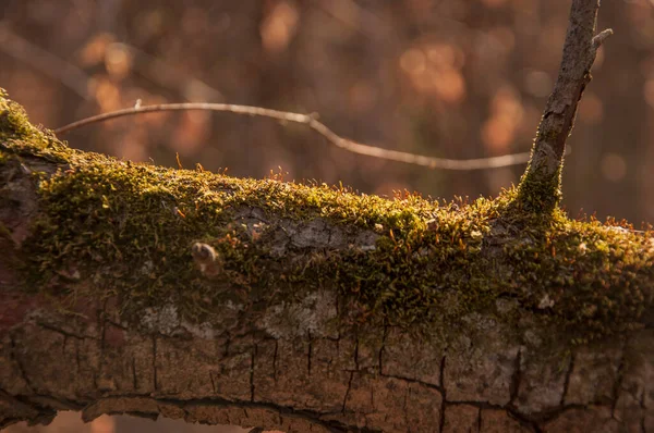 Piękne Jasne Tło Lasu Teksturowana Kora Starego Dorosłego Drzewa Ogrodzie — Zdjęcie stockowe