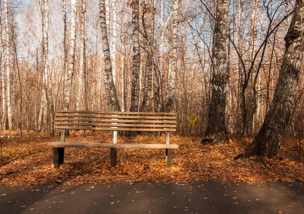 Herbstlandschaft Herbst Stadtpark Stadtparkbank Herbstpark Gelbes Laub Auf Der Straße — Stockfoto