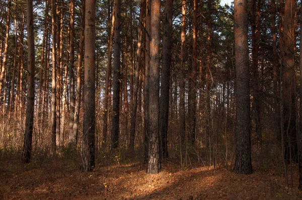 Waldlandschaft Schöne Waldnatur Pinery Herbst — Stockfoto