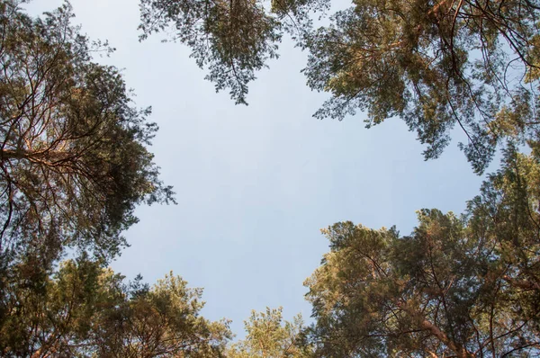 Őszi Erdő Háttér Élénk Színű Vörös Narancssárga Lombozat Őszi Parkban — Stock Fotó