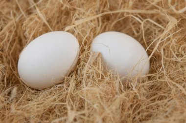 Taze yumurtalar samanlıkta fotokopi alanı ile birlikte.