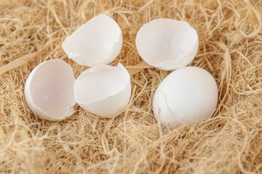 Taze yumurtalar samanlıkta fotokopi alanı ile birlikte.