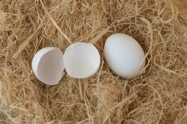Taze yumurtalar samanlıkta fotokopi alanı ile birlikte.