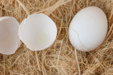 Taze yumurtalar samanlıkta fotokopi alanı ile birlikte.