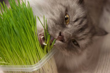 Kedi taze yeşil ot yiyor. Kedi otu, evcil ot. Doğal tüy yumağı tedavisi, taze ot yiyen gri kedi. Evcil hayvanların sağlığı kavramı