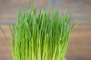 Bahar çimen arka plan. Ahşap üzerinde çim. Çim ve ağaç doğa arka plan