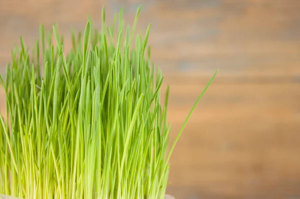 Våren Gräs Bakgrund Gräs Över Trä Natur Bakgrund Med Gräs — Stockfoto