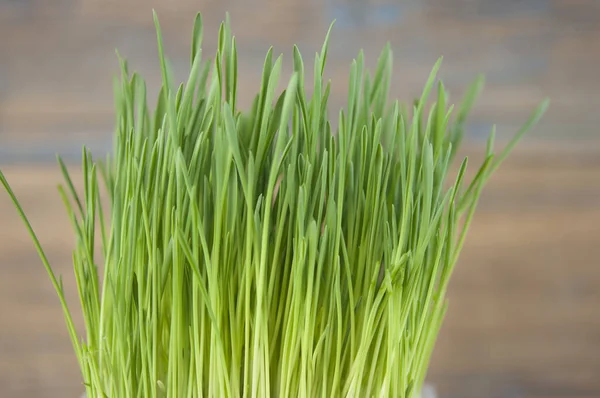 Primavera Sfondo Erba Erba Sul Legno Sfondo Naturale Con Erba — Foto Stock