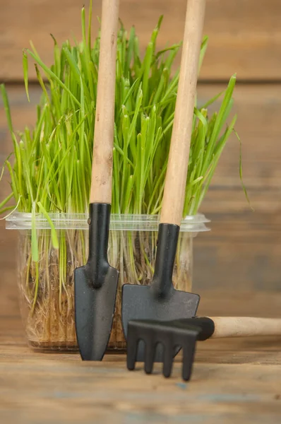 Gardener Inventory Shovel Rake Grow Together Green Grass White Background — Stock Photo, Image