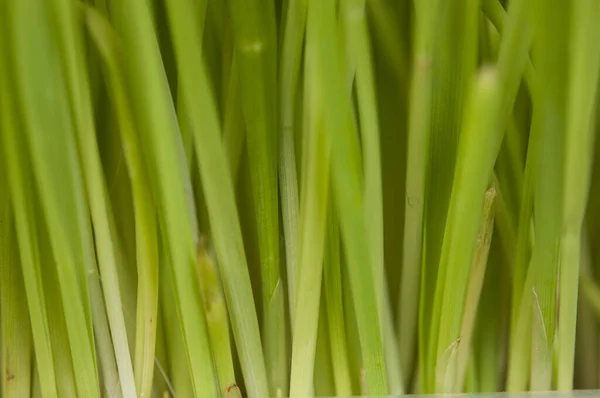 Hierba Verde Brillante Con Raíces Suelo Orgánico —  Fotos de Stock