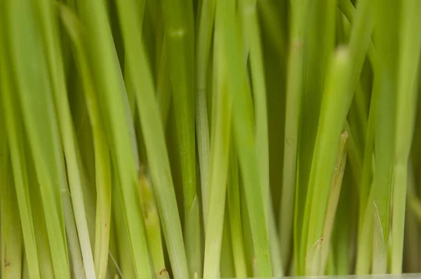 Luminosa Erba Verde Con Radici Nel Suolo Organico — Foto Stock