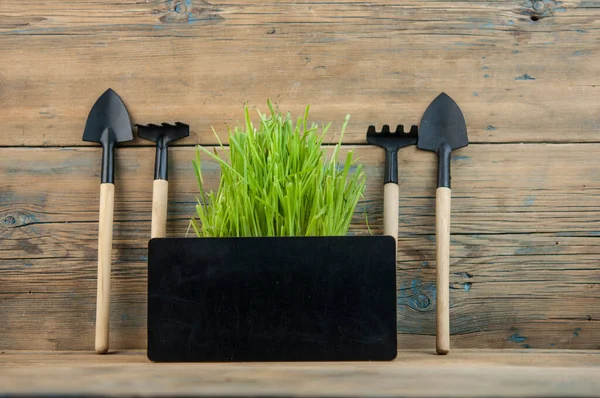 gardener\'s inventory, shovel, rake, grow together with green grass on a white background. The concept of spring and the beginning of gardening. Place for text.