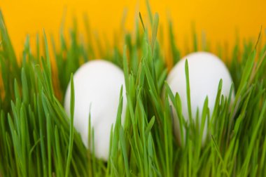 Çimlerin üzerinde iki taze yumurta grubu. Hıristiyan dini bayramı. Paskalya sembolü.