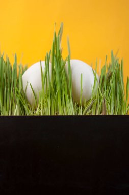 Çimlerin üzerinde iki taze yumurta grubu. Hıristiyan dini bayramı. Paskalya sembolü.