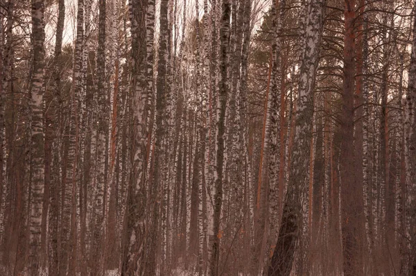 Ormanda Bahar Zamanı Çam Huş Ağacı Ormanı — Stok fotoğraf