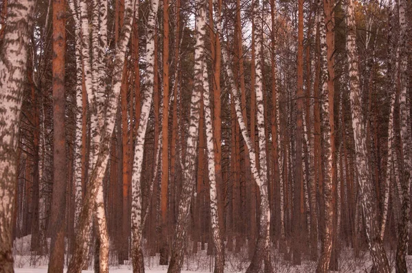 Vårtid Skogen Pine Amd Björkskog — Stockfoto