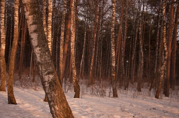 Ormanda Bahar Zamanı Çam Huş Ağacı Ormanı — Stok fotoğraf