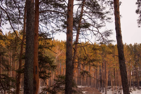 Vårtid Skogen Pine Amd Björkskog — Stockfoto