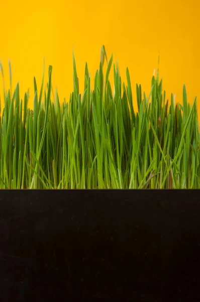 春草背景 黄色背景上的草丛 带草的自然背景 — 图库照片